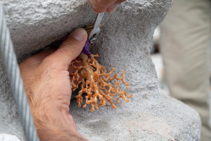 Ifremer plante des boutures de corail dans l’Atlantique