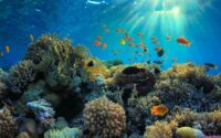 coalition Together for the Ocean