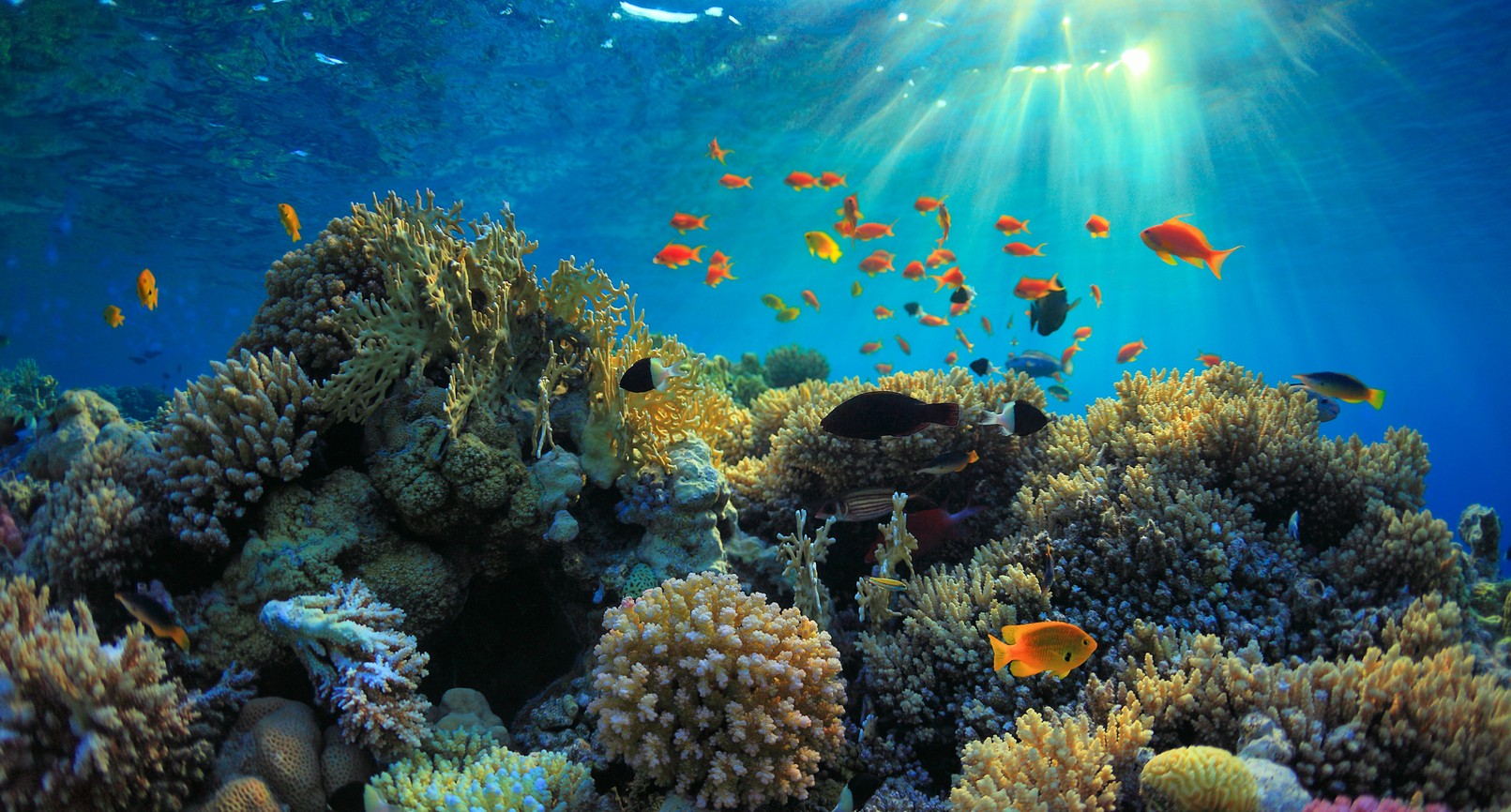 coalition Together for the Ocean