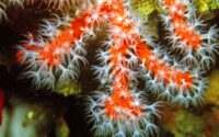 corail rouge méditerranée