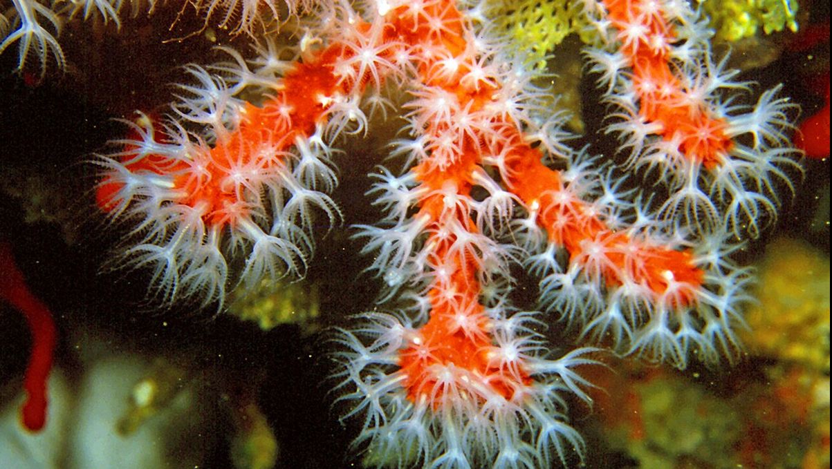 corail rouge méditerranée