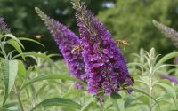guepes et Buddleia