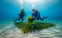 plongeur biologiste sous l'eau en train d'agrafer des faisceaux de posidonie sur le fond marin, eau turquoise de la baie de Villefranche-sur-Mer
