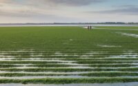 terres agricoles bretonnes sous surveillance renforcée contre les algues vertes