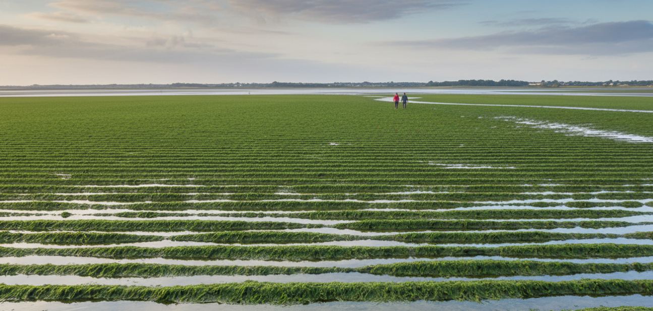 terres agricoles bretonnes sous surveillance renforcée contre les algues vertes